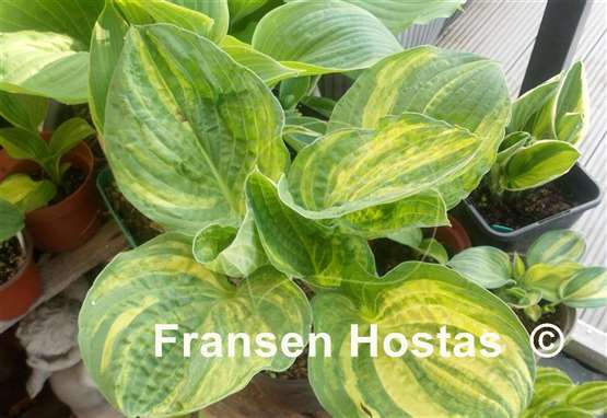 Hosta Christmas Tree Gala